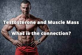 What Is The Relation Between Testosterone And Muscle Growth?